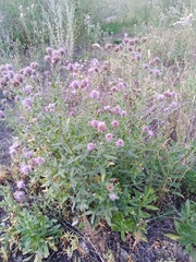 Cirsium arvense