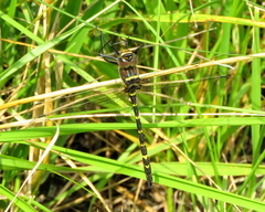 Macromia pacifica × taeniolata