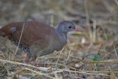 Crypturellus parvirostris
