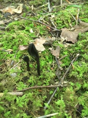 Geoglossum umbratile