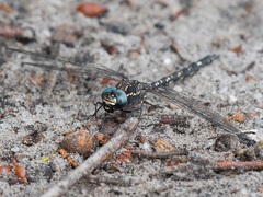 Austroaeschna parvistigma
