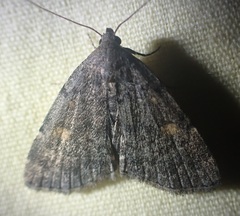 Idia diminuendis