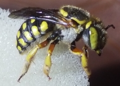 Anthidium loti