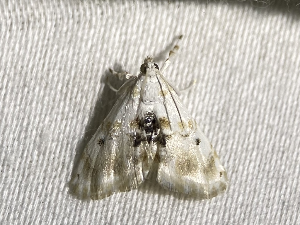 Lipocosma adelalis