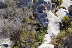 Morella kraussiana