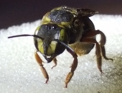 Anthidium loti