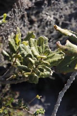 Morella kraussiana