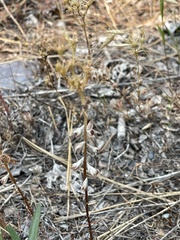 Sedum stenopetalum