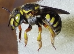 Anthidium loti