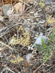 Sedum stenopetalum