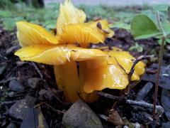 Hygrocybe