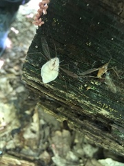 Entomophthoraceae