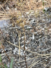 Sedum stenopetalum