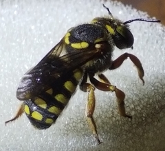 Anthidium loti