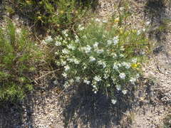 Nerisyrenia linearifolia