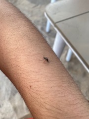 Aedes taeniorhynchus