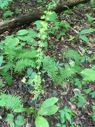 Melanthium parviflorum (Melanthium parviflorum)