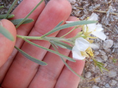 Nerisyrenia linearifolia