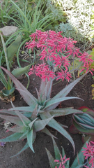 Aloe chabaudii