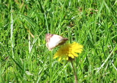 Heliopetes laviana