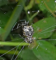 Micrathena picta