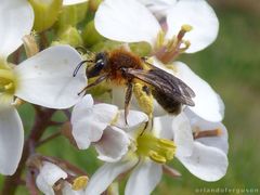 Andrena lagopus