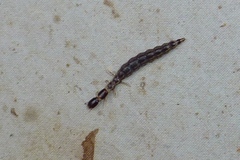 Raphidiinae