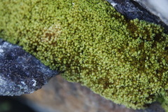 Hypodontium pomiforme