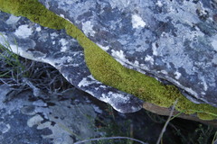 Hypodontium pomiforme