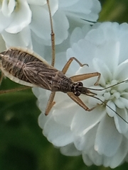 Nabis flavomarginatus