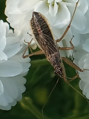 Nabis flavomarginatus