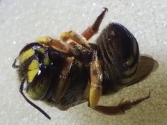 Anthidium loti