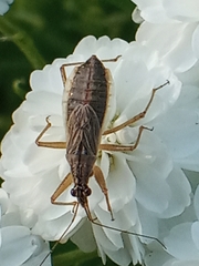 Nabis flavomarginatus
