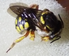 Anthidium loti
