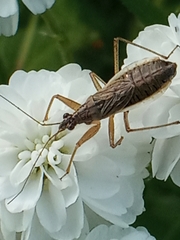 Nabis flavomarginatus