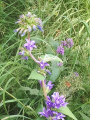 Campanula glomerata