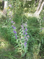 Campanula glomerata