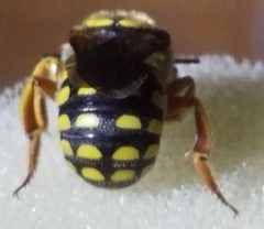 Anthidium loti