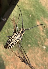 Plectrodera scalator