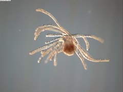 Halammohydridae
