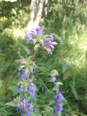 Campanula glomerata