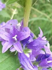 Campanula glomerata