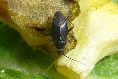 Plagiognathus arbustorum