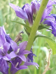 Campanula glomerata