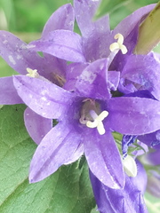 Campanula glomerata