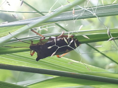 Pentatoma rufipes