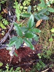 Berberis serrato-dentata