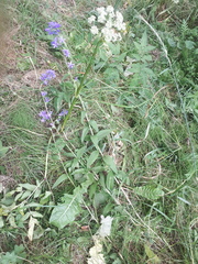 Campanula glomerata