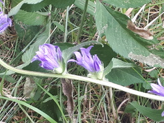 Campanula glomerata