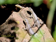 Sceloporus dugesii